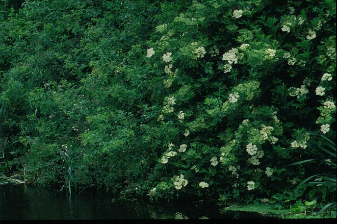 Sambucus nigra