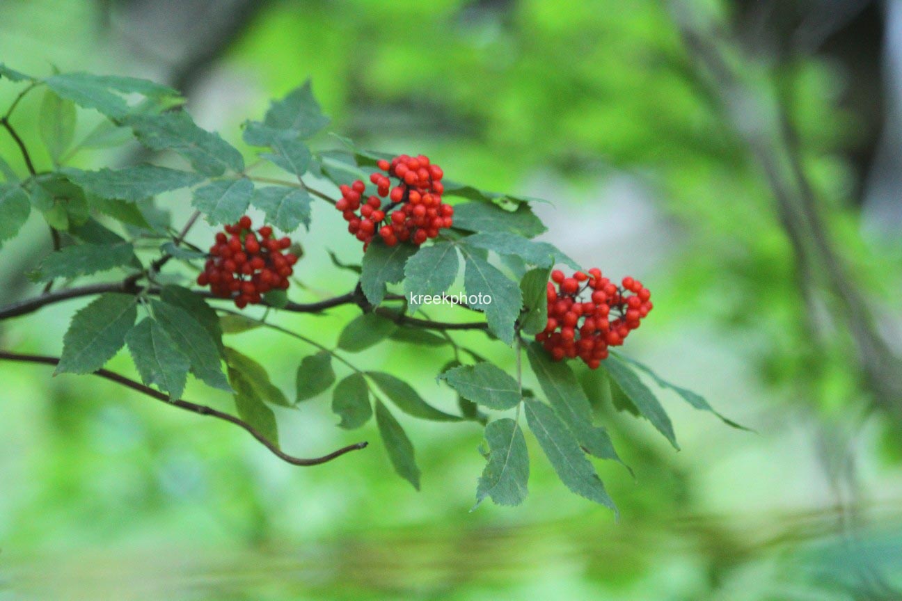 Sambucus racemosa