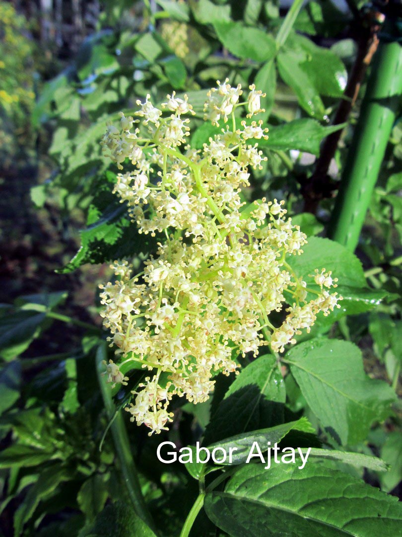 Sambucus sieboldiana
