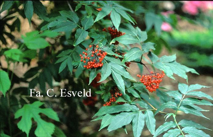 Sambucus tigranii