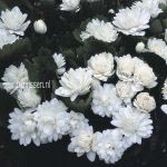 Sanguinaria canadensis 'Multiplex'