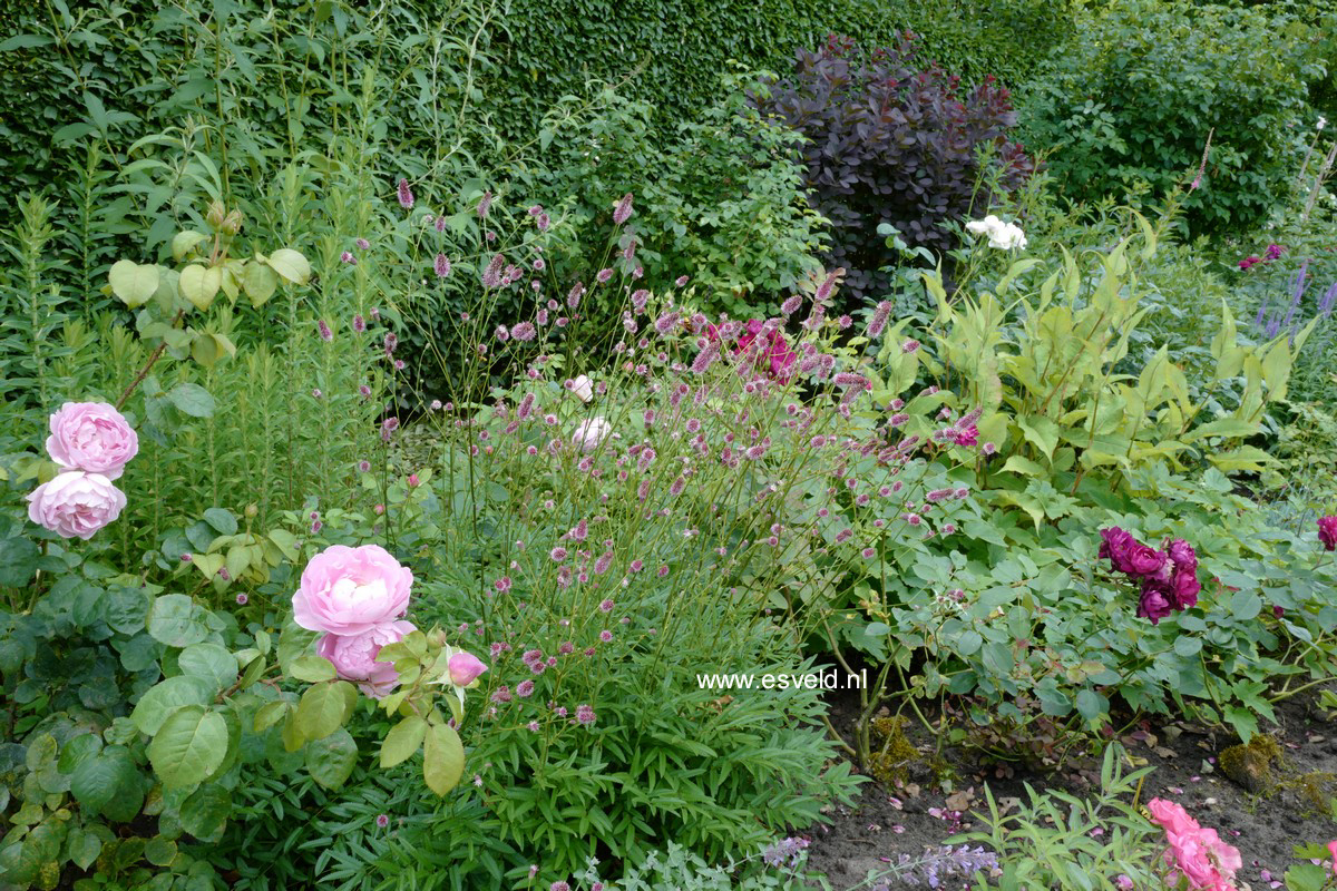 Sanguisorba officinalis 'Pink Tanna'