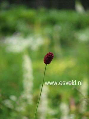 Sanguisorba officinalis