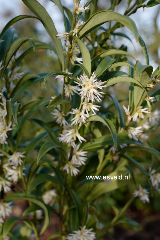 Sarcococca hookeriana 'Schillingii'