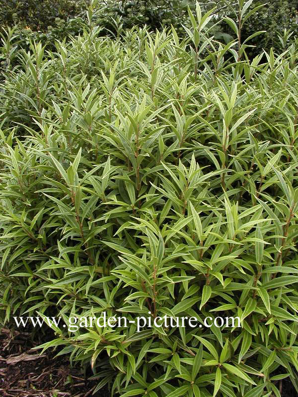 Sarcococca hookeriana digyna