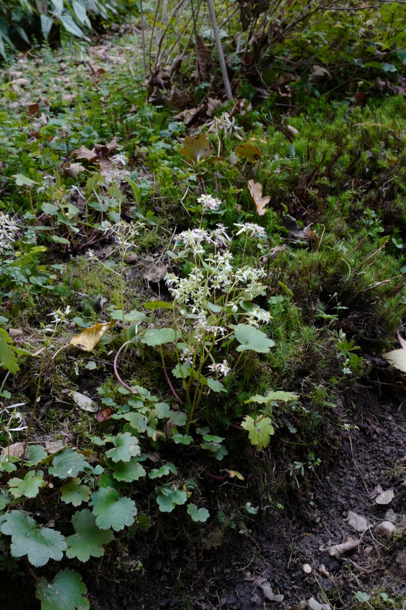 Saxifraga cortusifolia var. fortunei