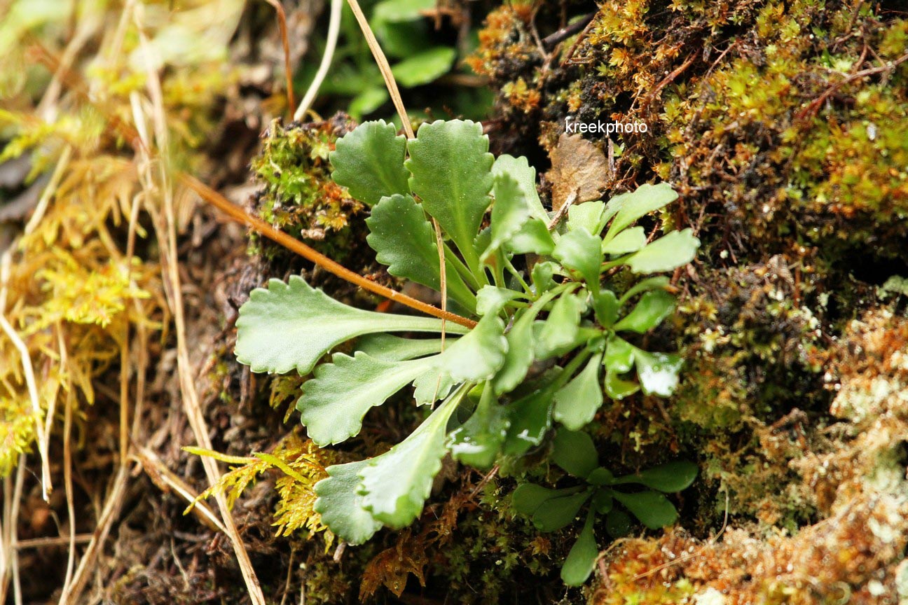 Saxifraga cuneifolia
