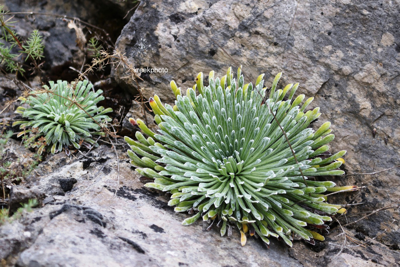 Saxifraga longifolia
