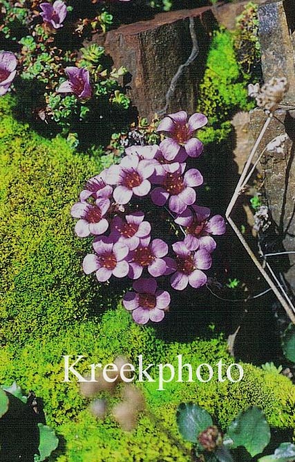 Saxifraga oppositifolia