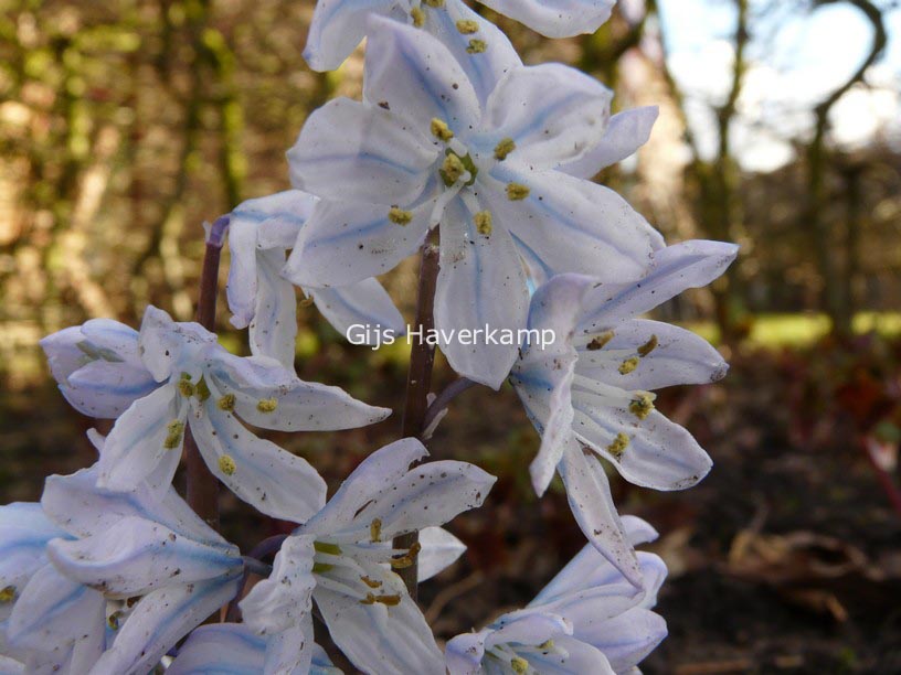 Scilla mischtschenkoana