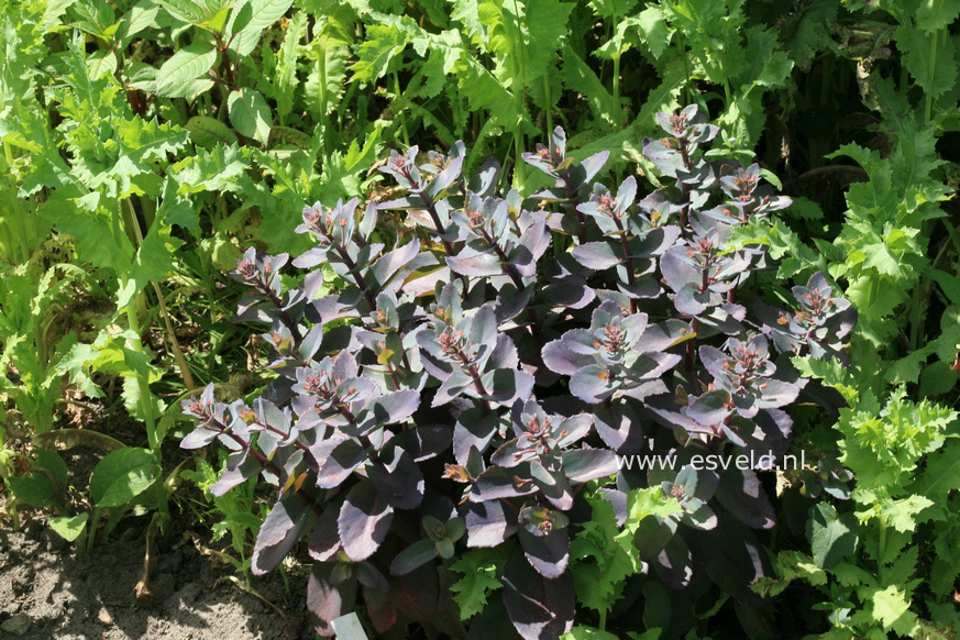 Sedum 'Xenox'