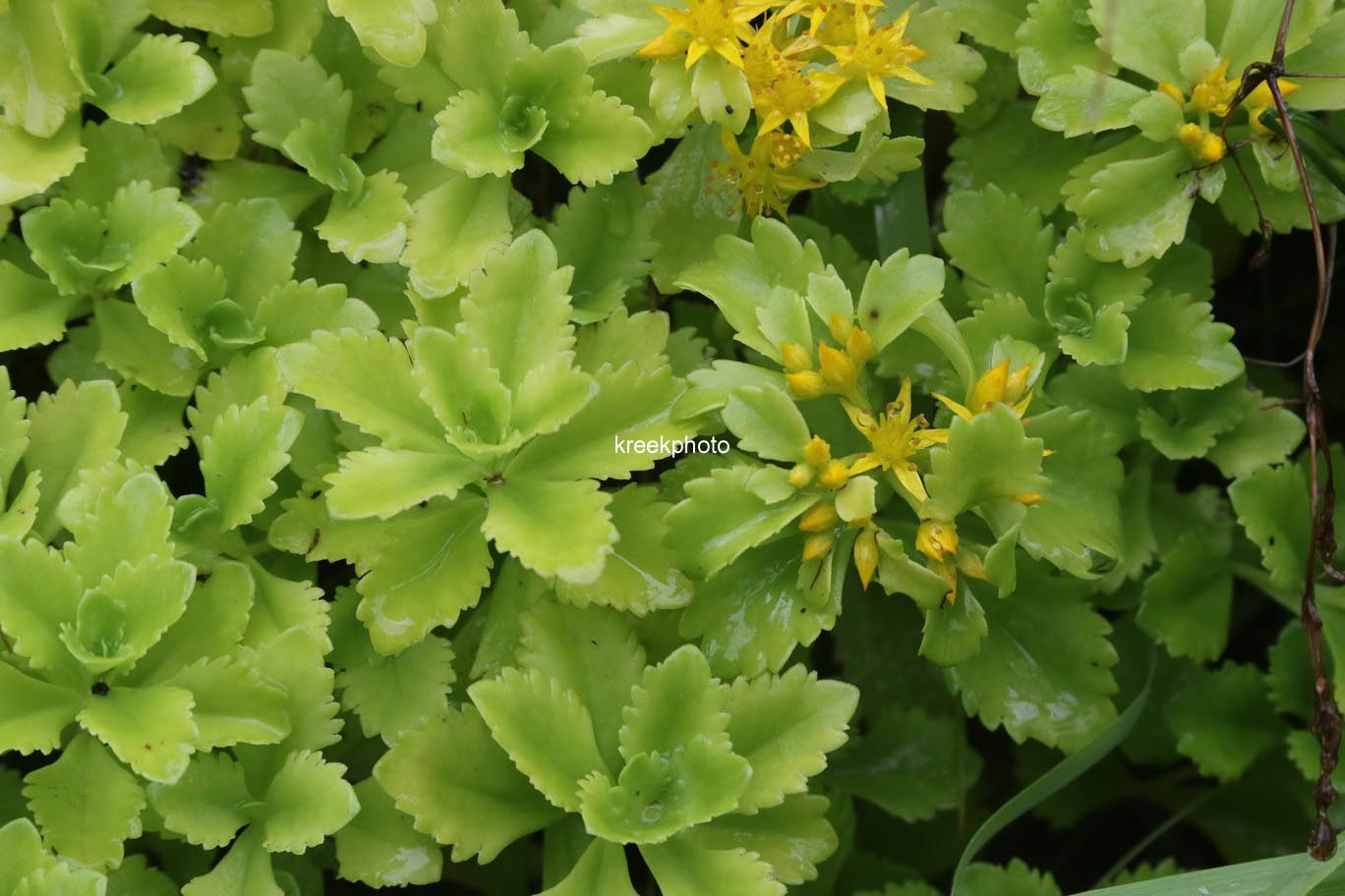 Sedum kamtschaticum