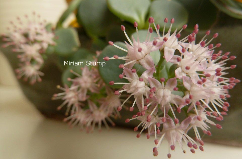 Sedum sieboldii