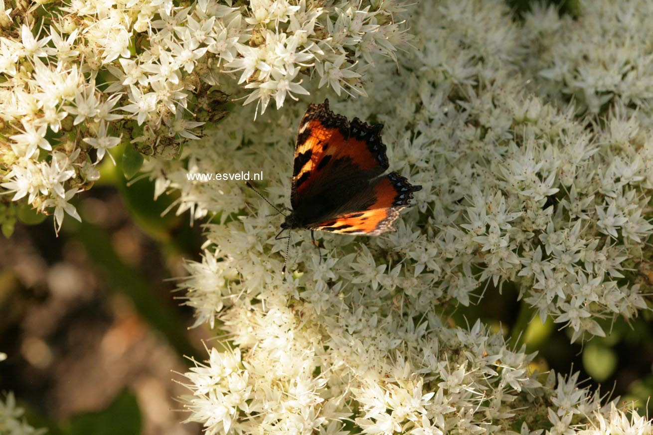 Sedum spectabile 'Iceberg'