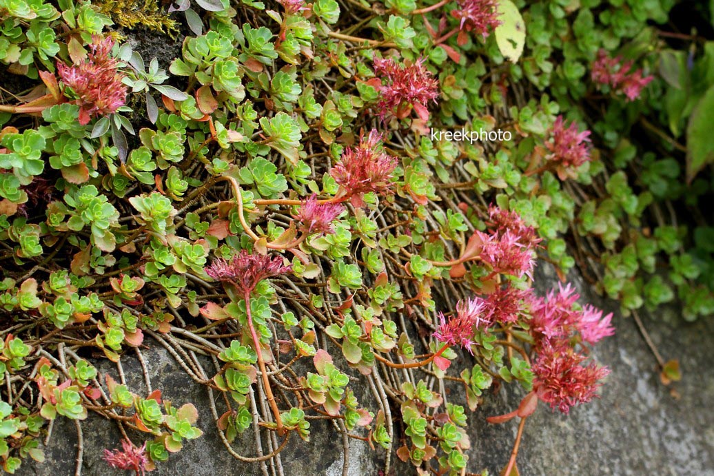 Sedum spurium