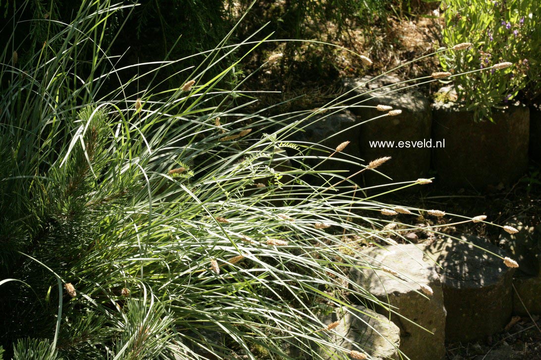 Sesleria caerulea