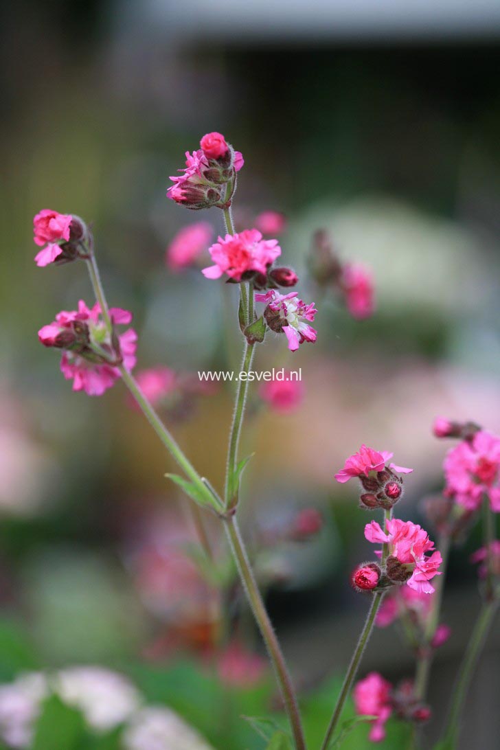 Silene 'Firefly'