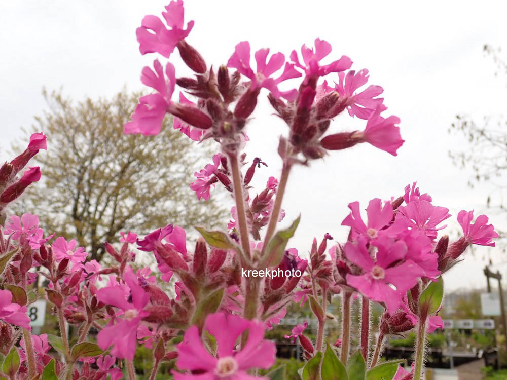 Silene rupestris 'Rollies Favorite'