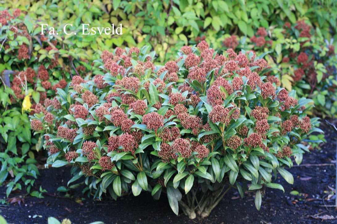 Skimmia japonica 'Emerald King'