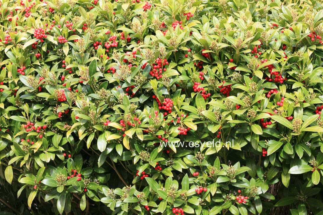 Skimmia japonica