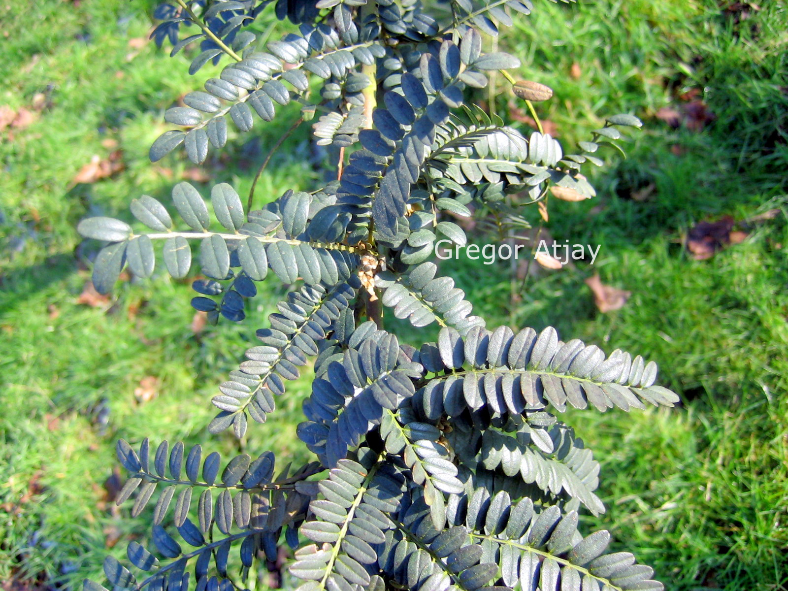 Sophora microphylla 'Hilsop' (SUN KING)