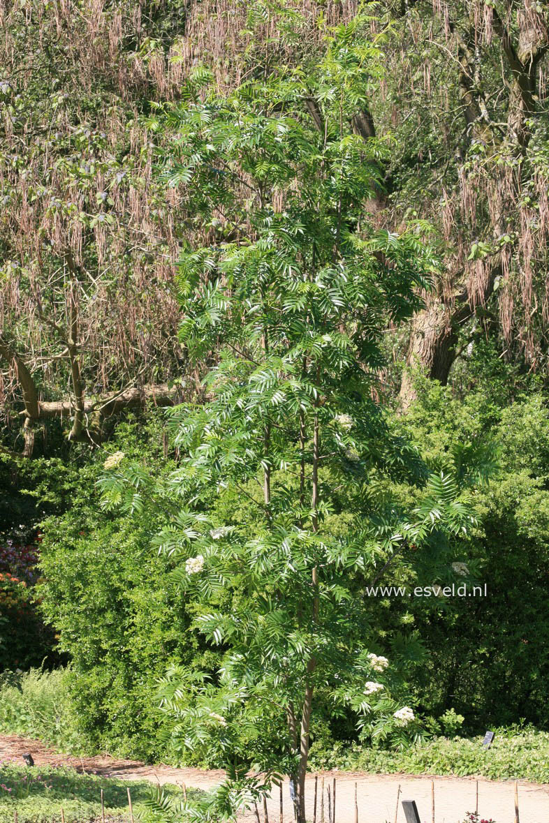 Sorbus 'Dodong'