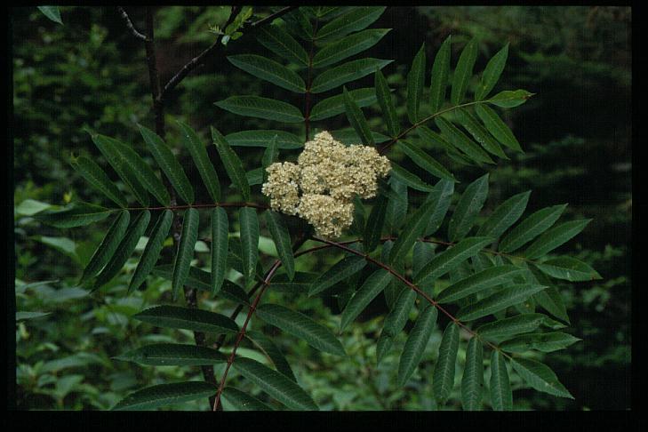 Sorbus americana