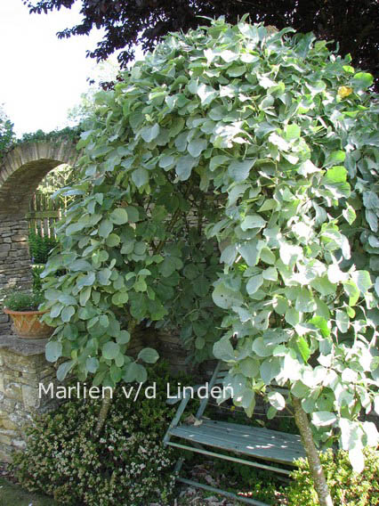 Sorbus aria 'Lutescens'