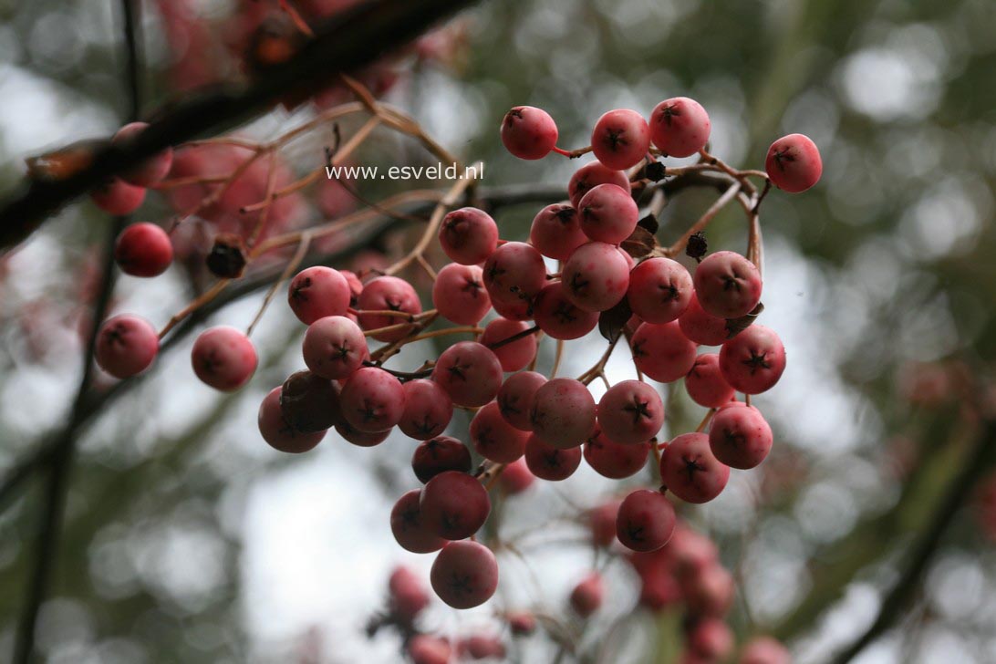 Sorbus cashmiriana 'Pink Form'