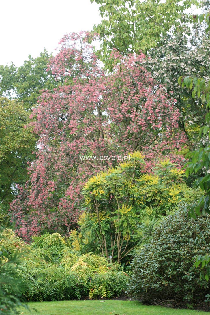 Sorbus hupehensis 'Rosea'