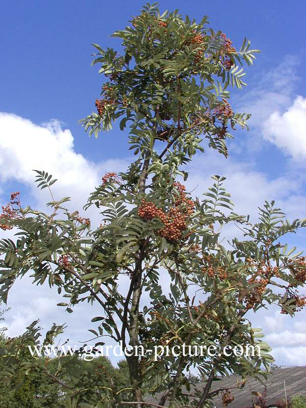 Sorbus insignis