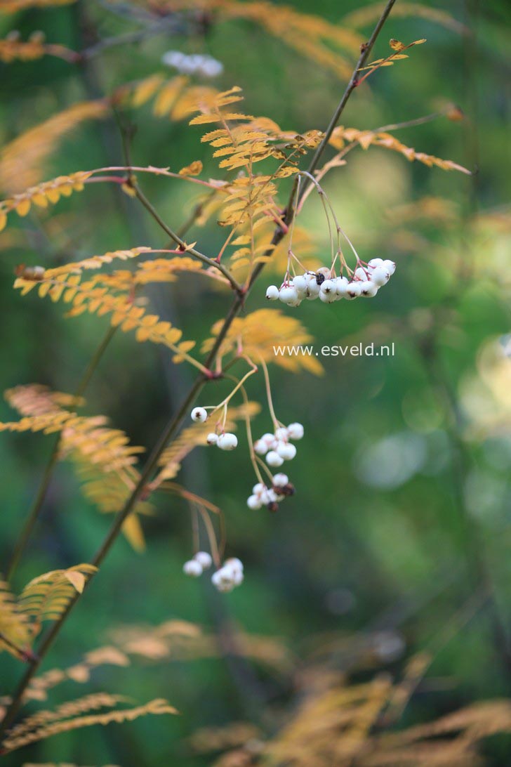 Sorbus munda (syn. S. prattii)