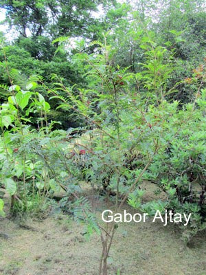 Sorbus pohuashanensis