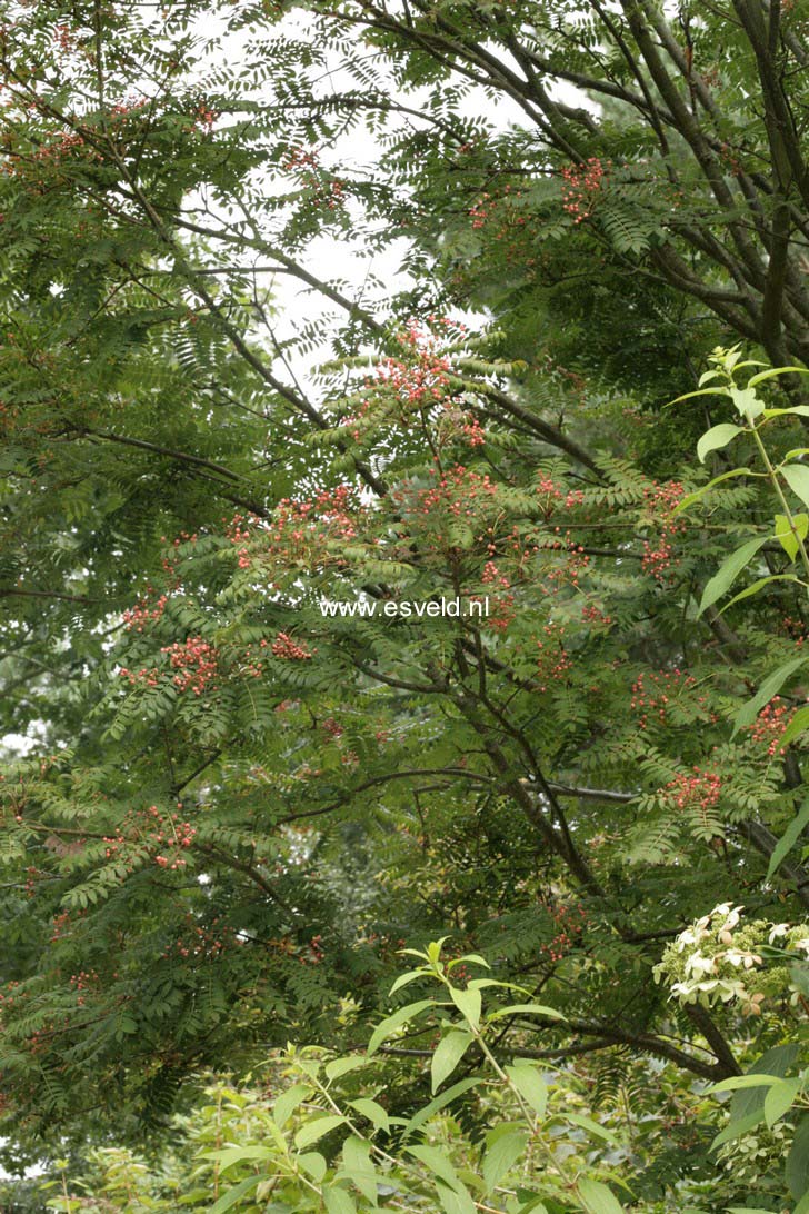 Sorbus randaiensis