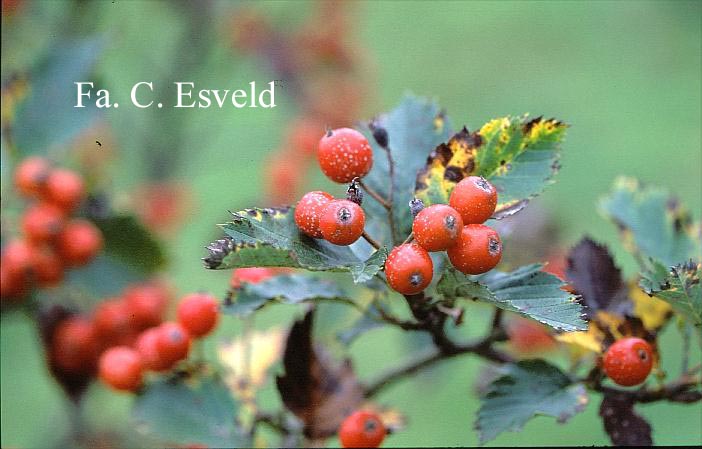 Sorbus semiincisa