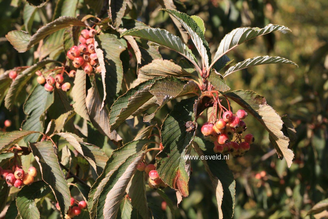 Sorbus thibetica