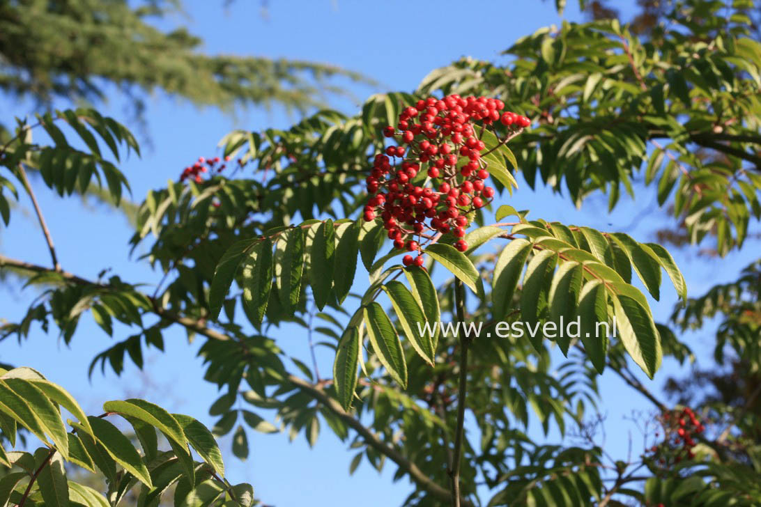 Sorbus wilsoniana