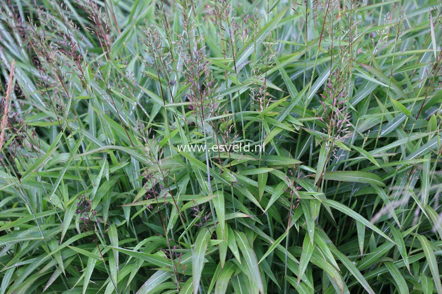 Spodiopogon sibiricus