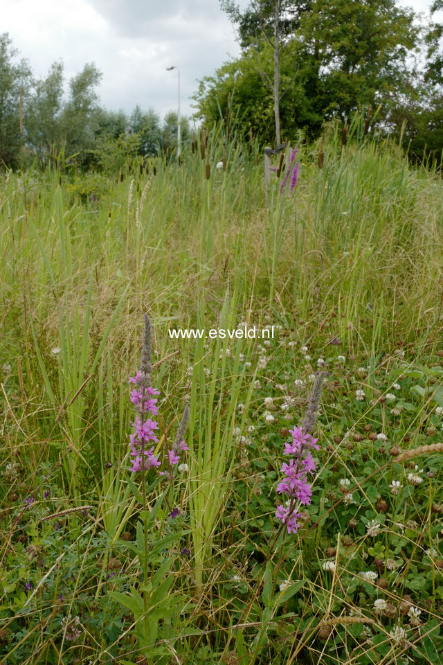 Stachys palustris