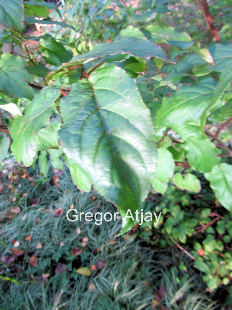 Stachyurus chinensis 'Wonderful Image'