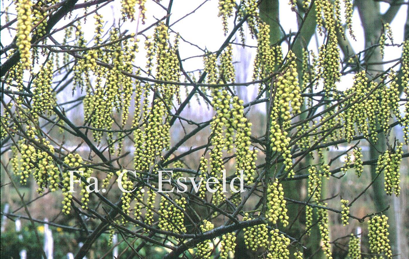 Stachyurus praecox 'Petra'