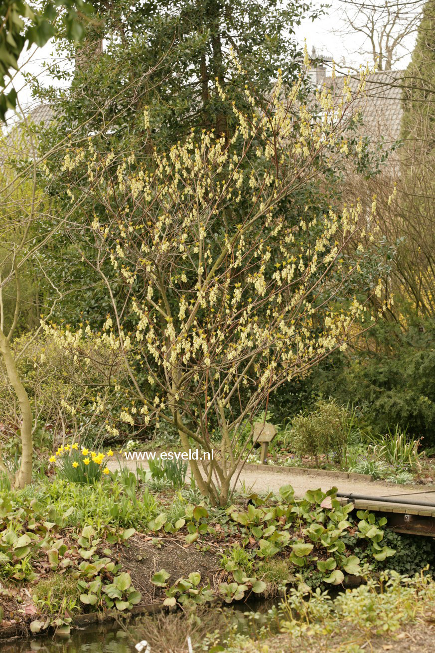 Stachyurus praecox leucotrichus