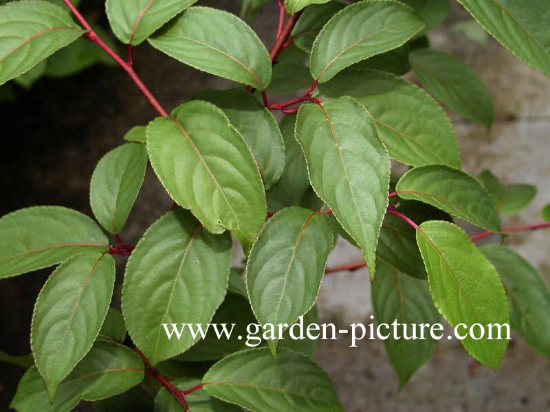 Stachyurus szechuanensis