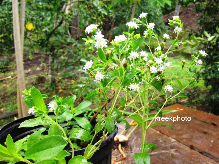 Stevia rebaudiana