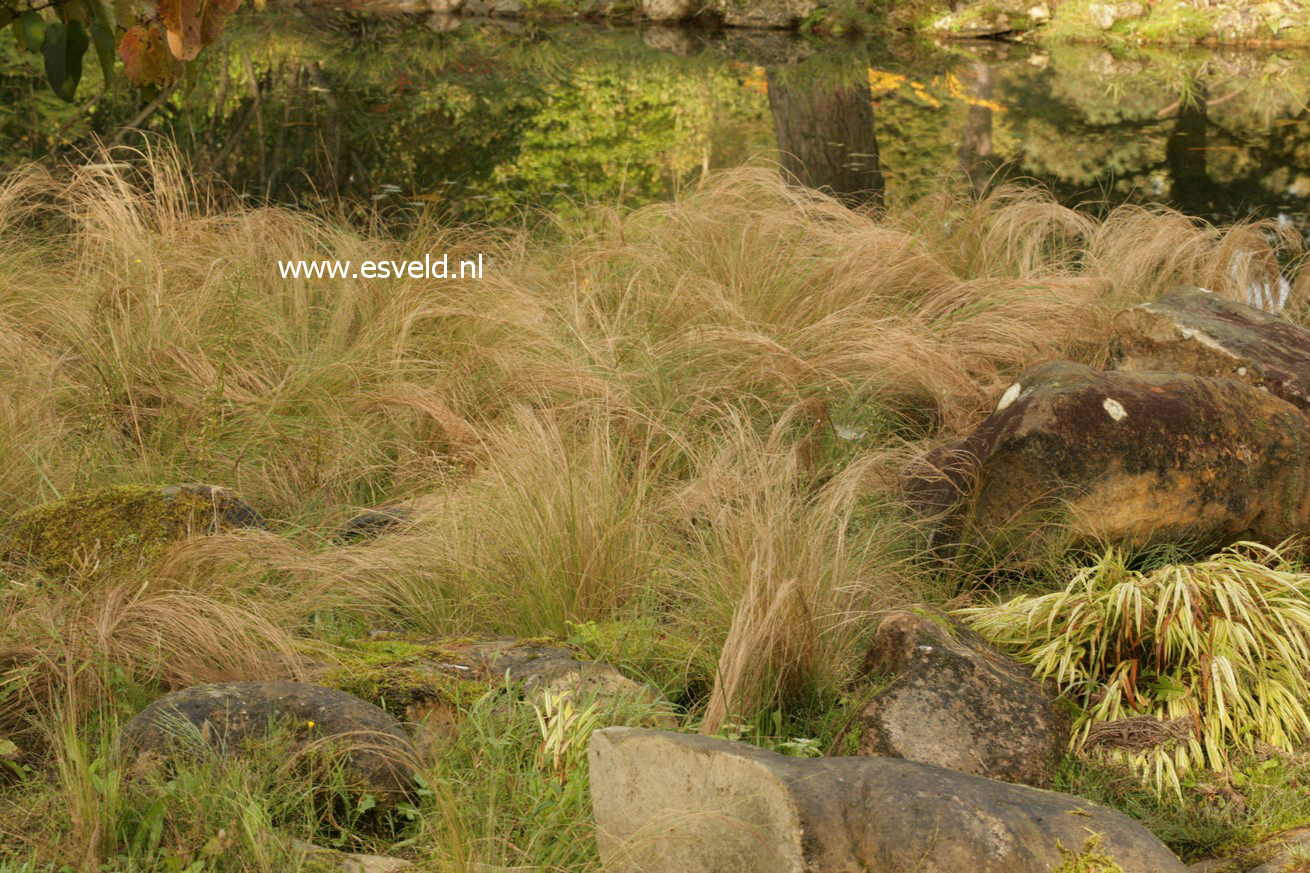 Stipa tenuissima