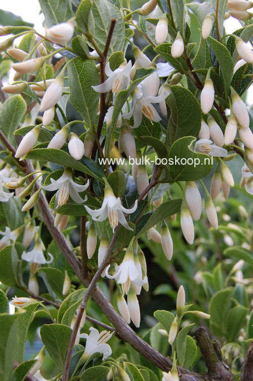 Styrax dasyanthus