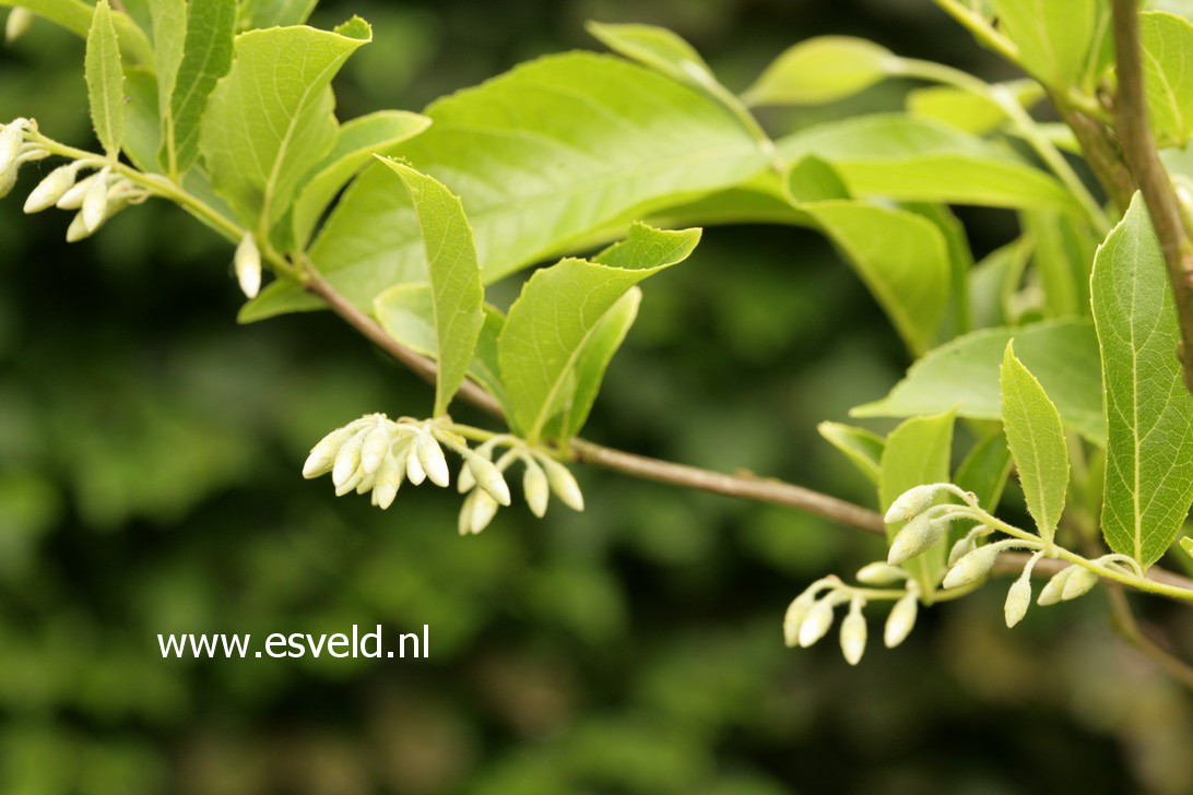 Styrax faberi
