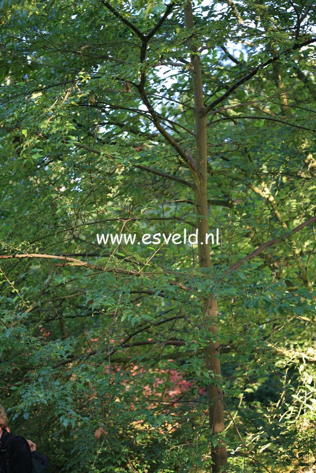 Styrax formosanus var. formosanus