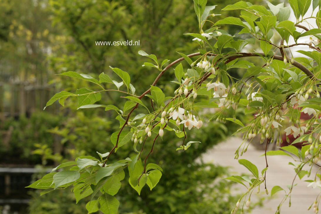 Styrax japonicus 'Chrystal'
