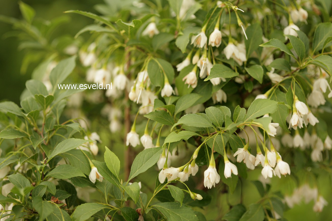 Styrax japonicus 'Hyme'